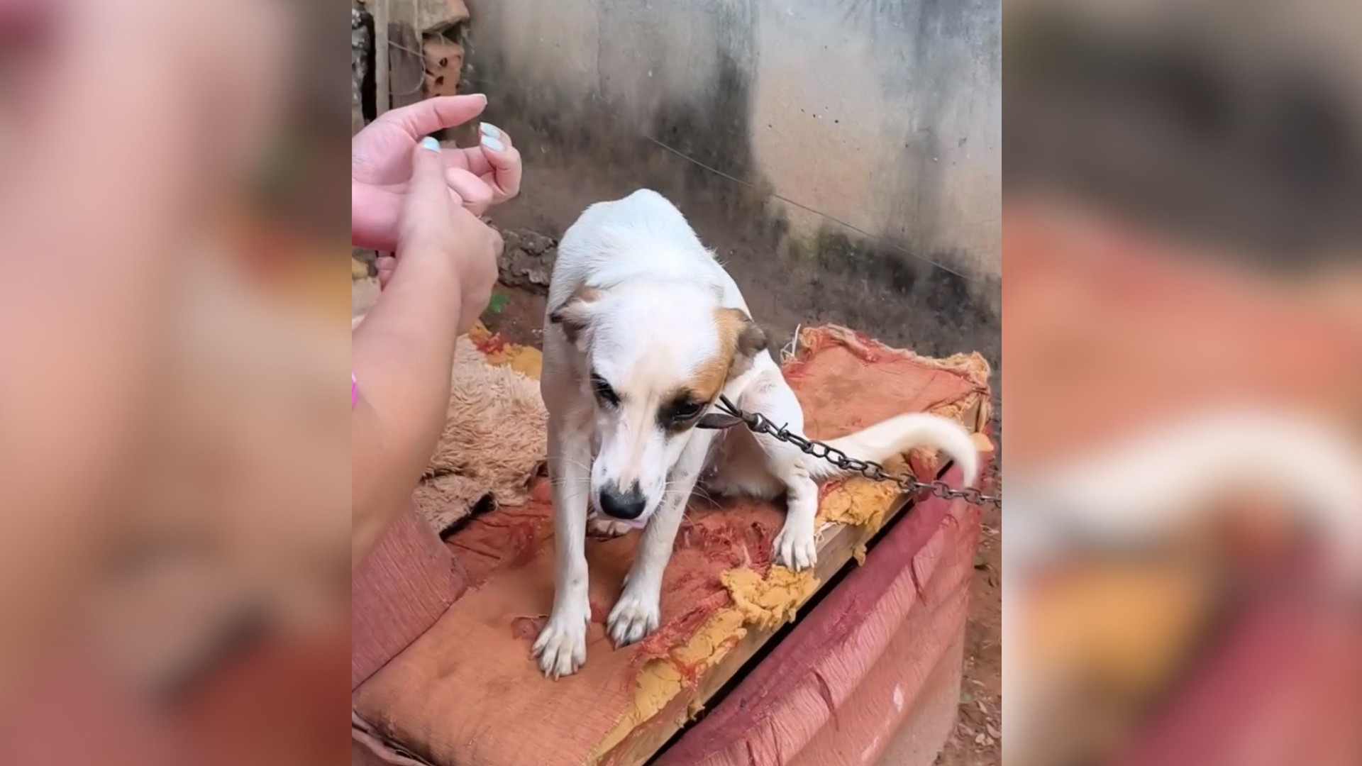 Polícia multa idosa em R$ 3,5 mil suspeita de manter cerca de 100 animais em condições insalubres