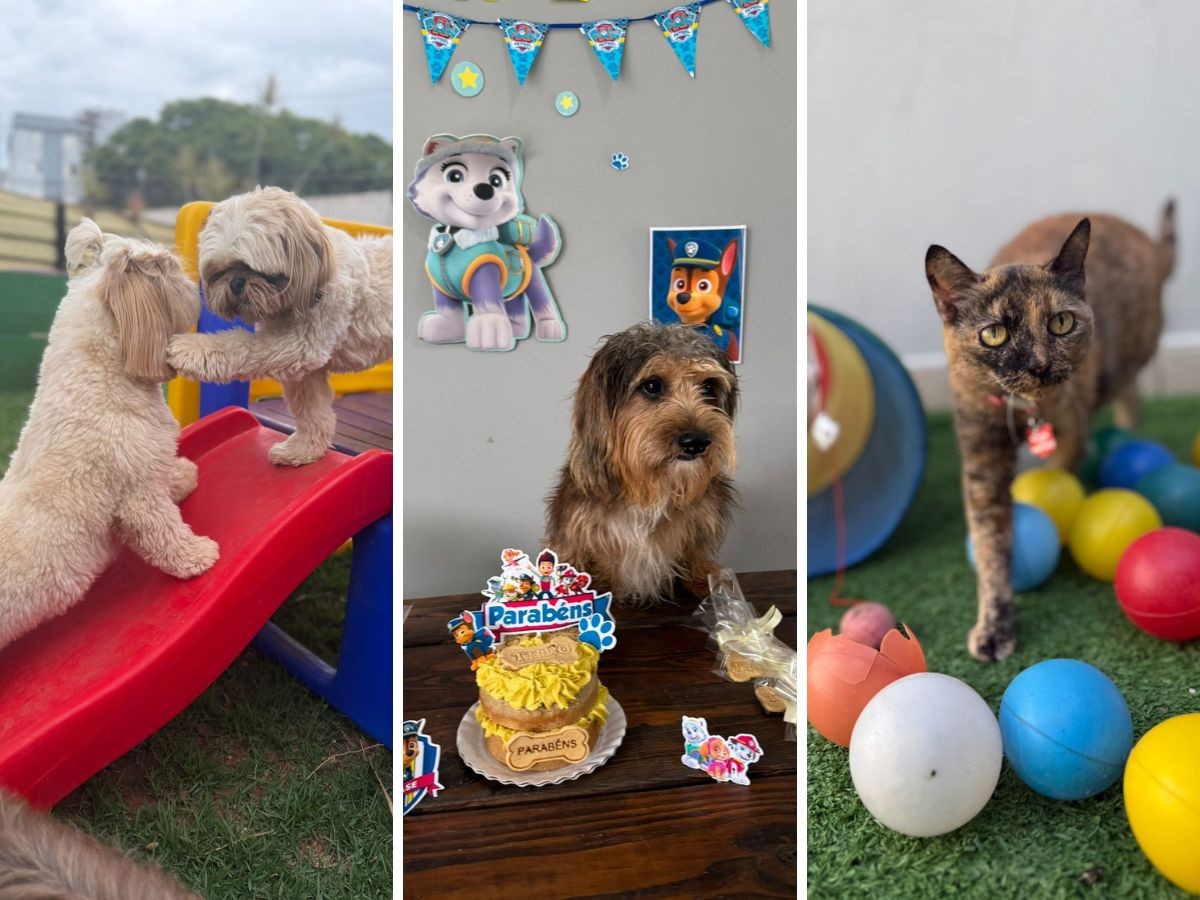 Microempreendedores individuais comandam 80% das hospedagens para pets na região de Piracicaba