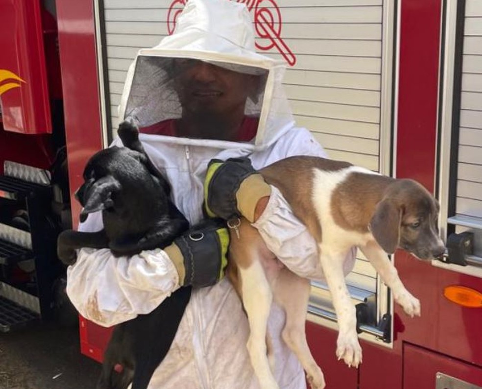Cães são resgatados pelos bombeiros após ficarem preso em casa com enxame de abelhas. — Foto: Corpo de Bombeiros/ Divulgação