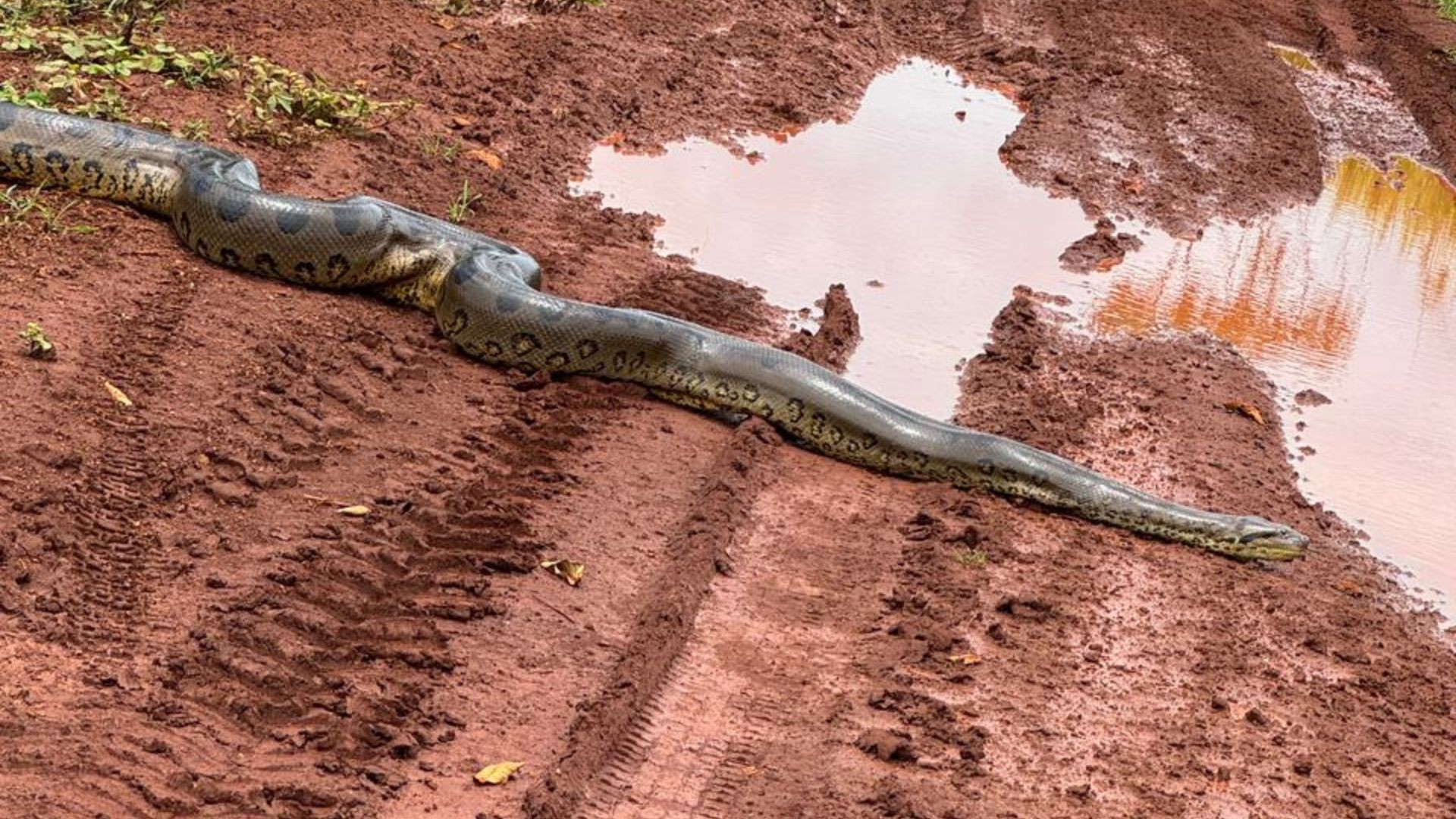 VÍDEO: Sucuri impressiona ao cruzar estrada rural no interior de Minas