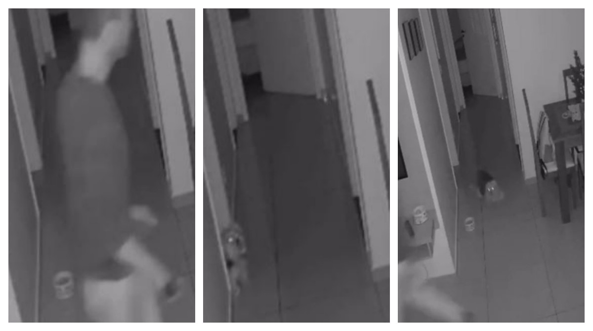 Cãozinho late e assusta invasor, que foge sem furtar apartamento na Vila Olímpia, na Zona Sul de SP 