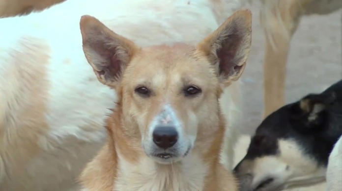Dia Nacional do Vira-Lata: conheça 7 cães famosos da internet