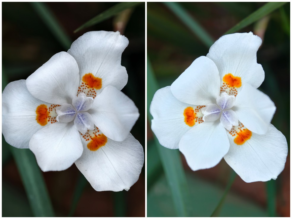 Foto em macro: Jovi X300 Ultra (à esquerda) e Oppo Find X9 Pro (à direita) — Foto: Henrique Martin/g1