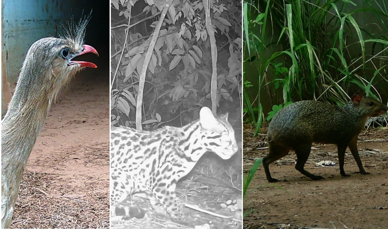 VÍDEO: passagens de fauna em rodovias de SP evitam mortes de jaguatiricas, tatus e até siriemas