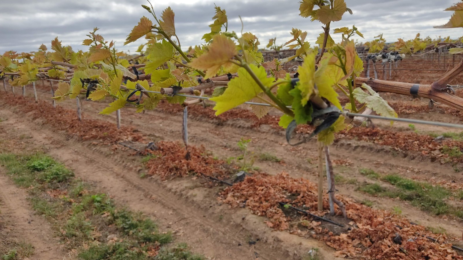 Controle do míldio deve ser mais rigoroso nos períodos de repouso e brotação