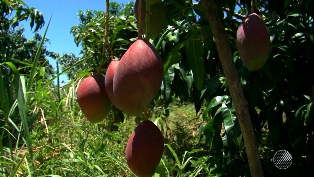 Por que manga de camisa tem o mesmo nome da fruta?