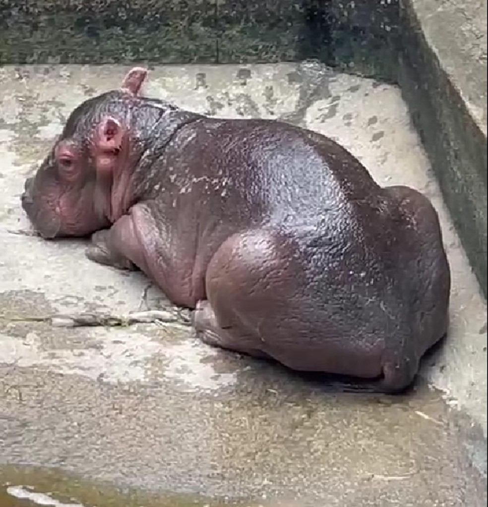 Bebê hipopótamo nasceu no Aquário Natal — Foto: Reprodução