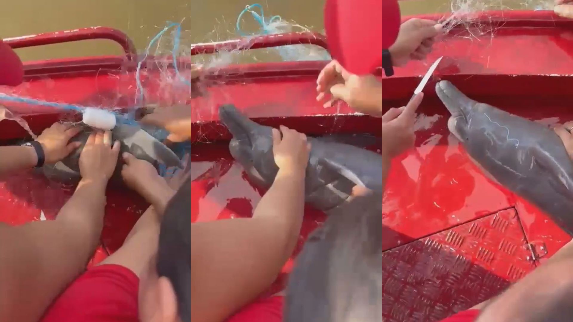 Filhote de boto é resgatado por bombeiros após ficar preso em malhadeira no rio Amazonas
