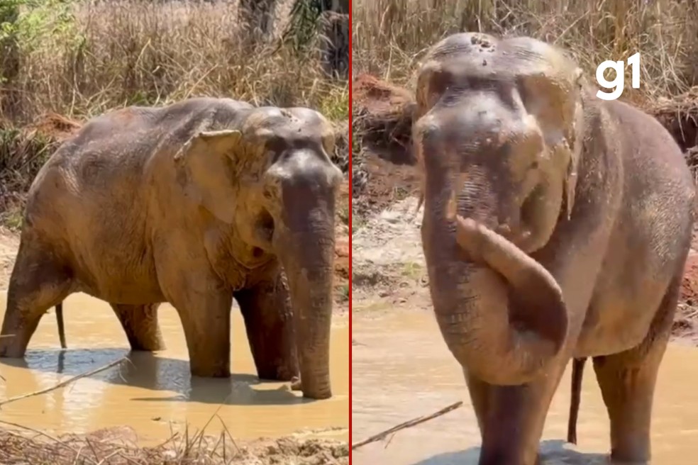 Elefante Sandro entra em lagoa pela 1ª vez no Santuário e demonstra musculatura debilitada — Foto: Santuário de Elefantes Brasil