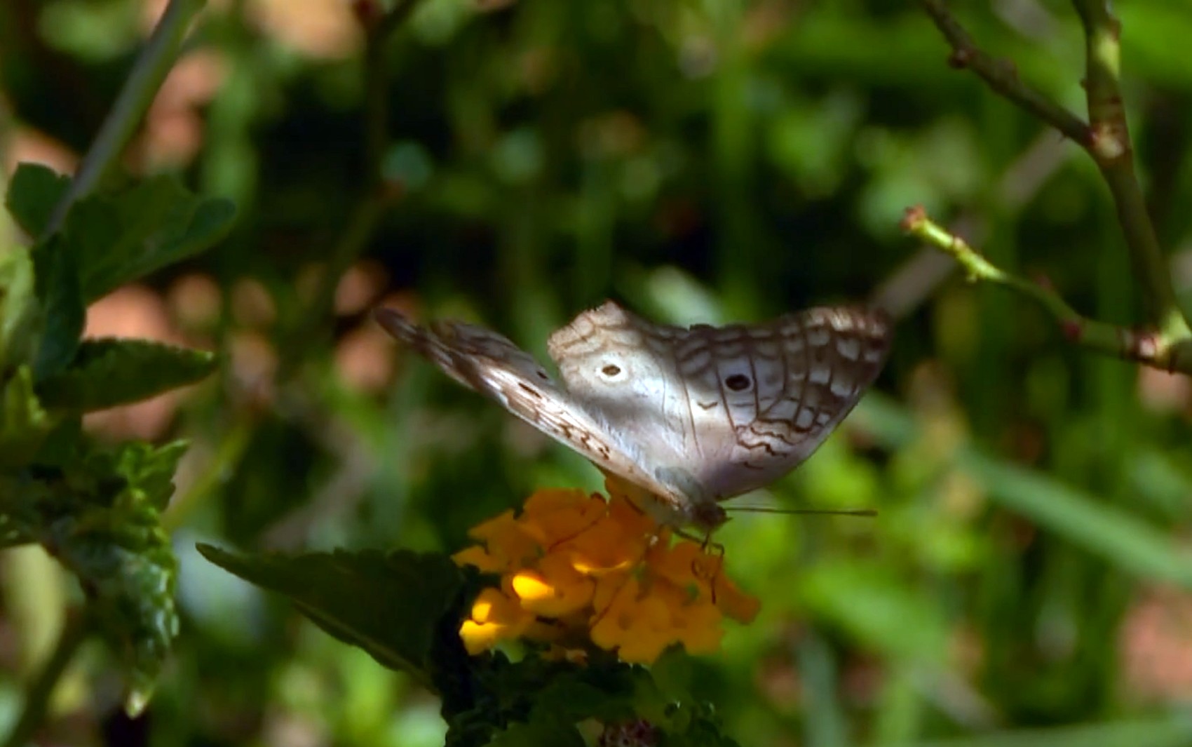 'A vida dela não vai ser em vão': jardim comunitário homenageia jovem vítima de feminicídio em MG