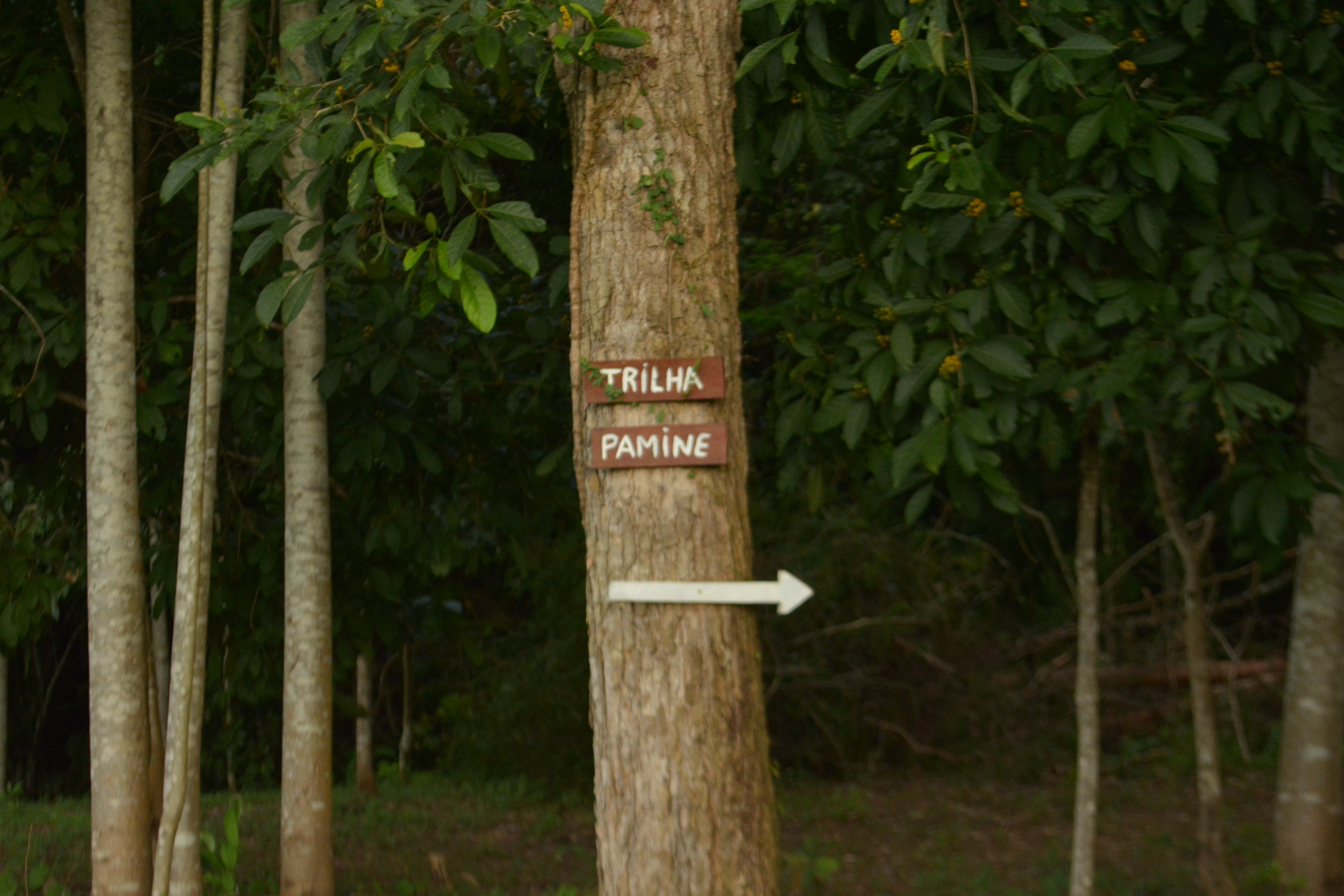 Roteiro turístico inclui trilhas na floresta