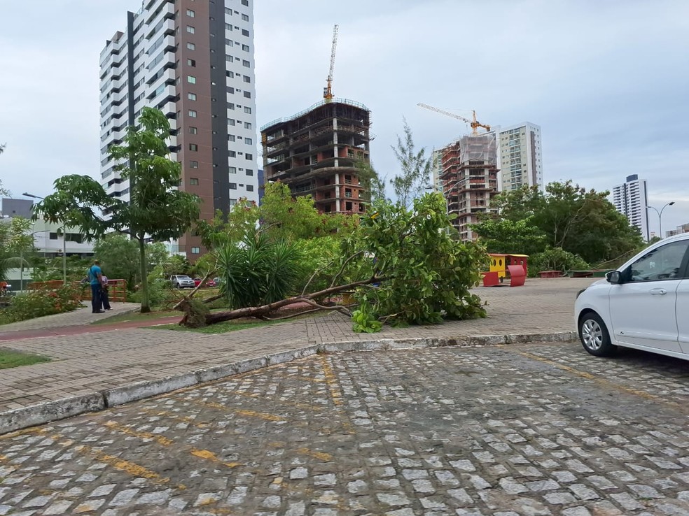 Pelo menos 10 árvores caíram no Parque Parahyba 1, no bairro de Jardim Oceania — Foto: Krys Carneiro/g1