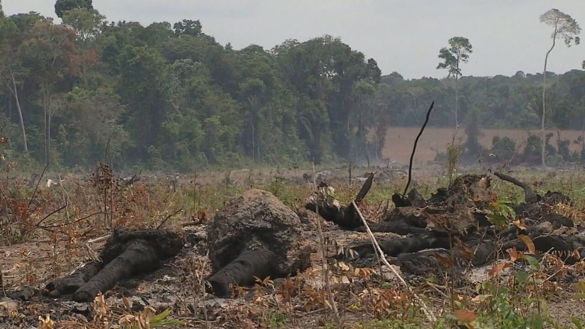 Estudo mostra conexão entre crimes econômicos e ambientais na produção de madeira, ouro e gado na Amazônia