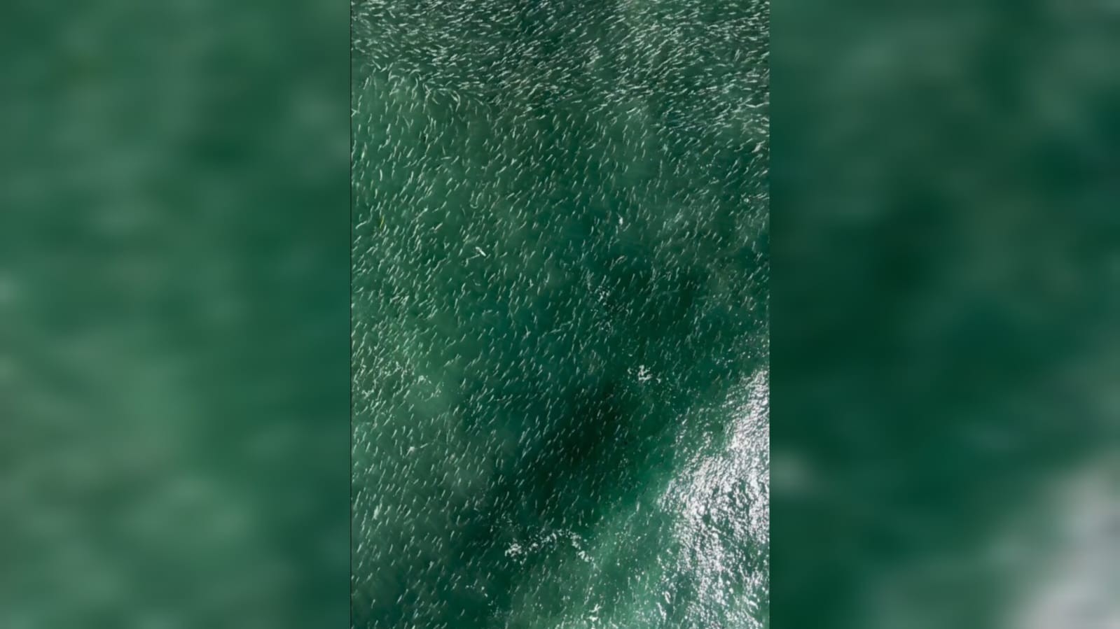 VÍDEO flagra cardume de mais de 2 km de tainhas que se estende por duas praias em SC