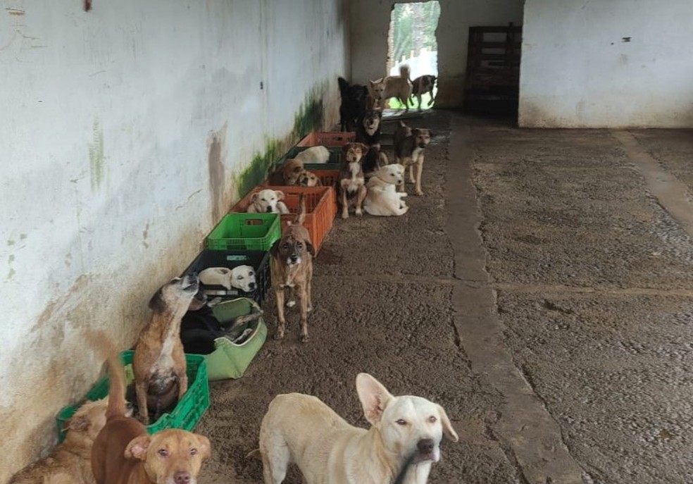 Mais de 90 animais em situação de maus-tratos são encontrados em ONG  irregular em Embu-Guaçu, na Grande SP, São Paulo