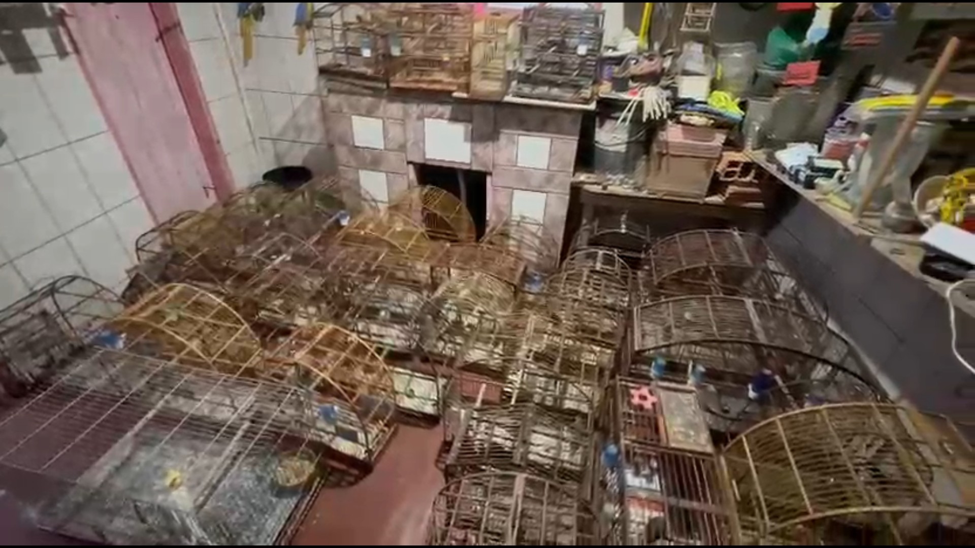 GCM resgata 56 aves mantidas em gaiolas dentro de casa em Santa Isabel