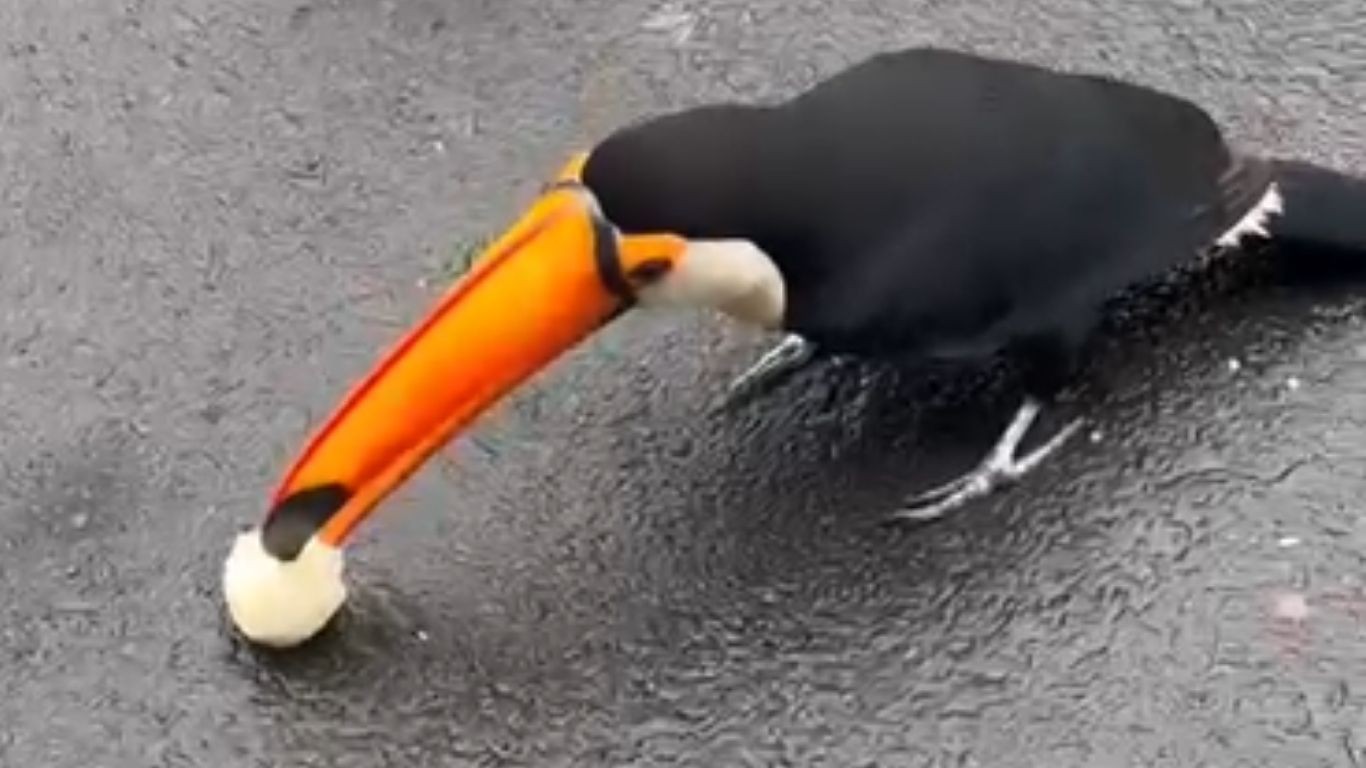Tucano é filmado comendo pão e bolacha e veterinár