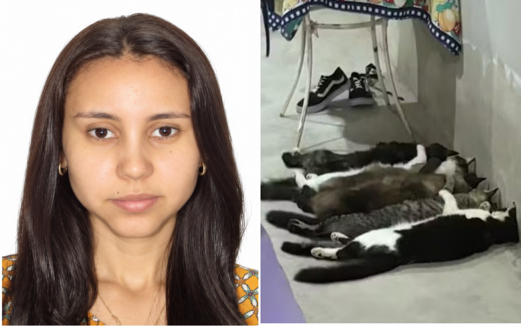 Advogado de veterinária ré no caso do sangue de gatos em Monte Alto, SP, diz que ela nunca foi ouvida e critica redes