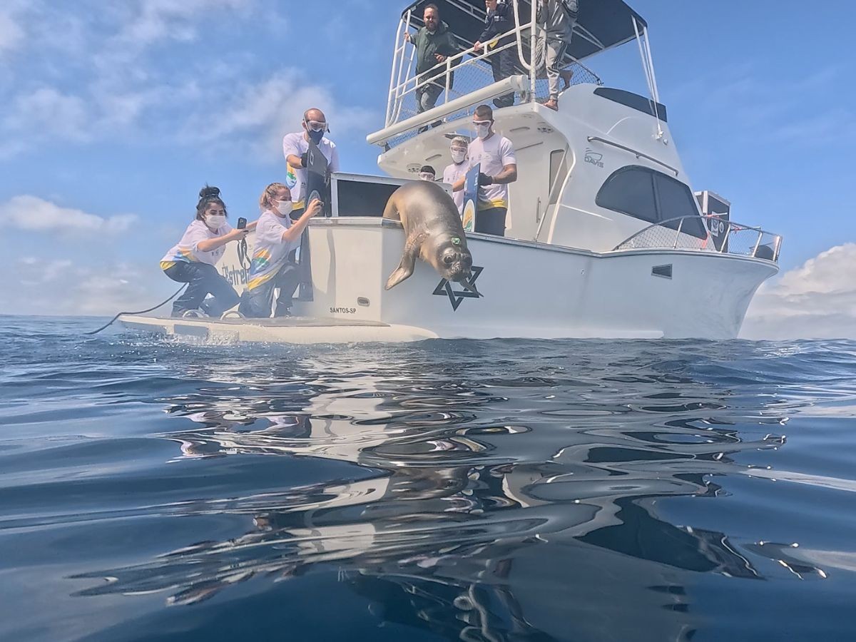 Lobo-marinho e elefante-marinho são soltos no mar com rastreadores no litoral de SP; VEJA
