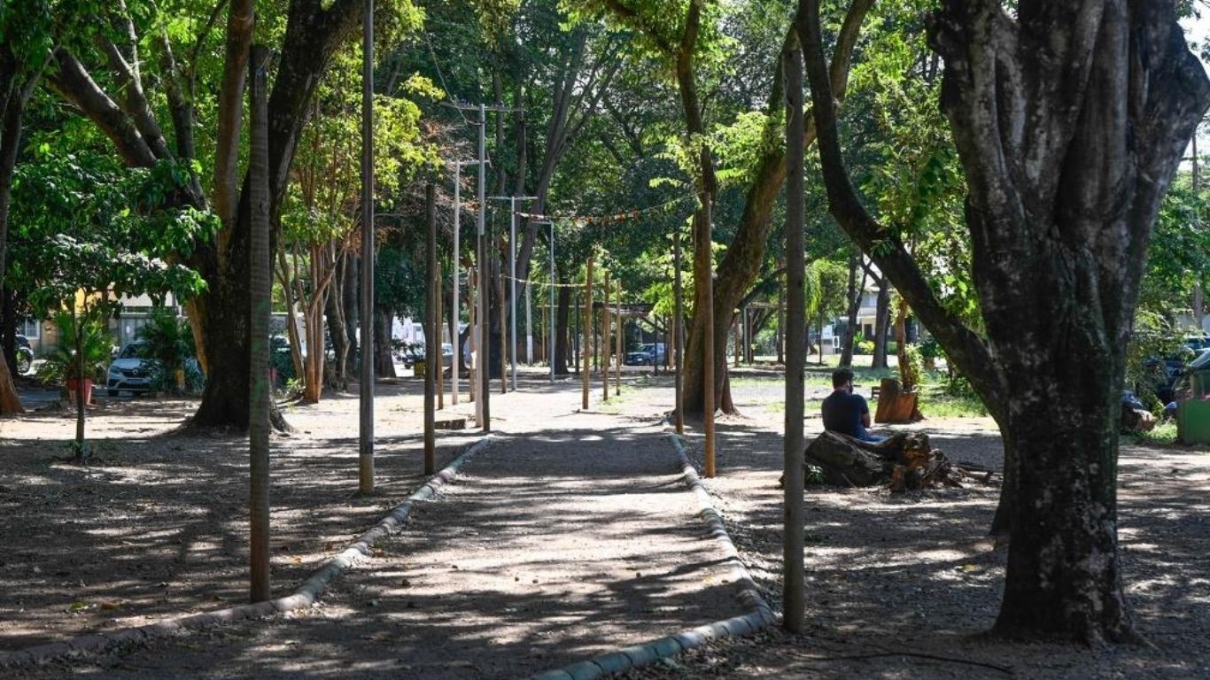 Campinas cita risco de queda de árvore e interdita parcialmente a Praça do Coco, em Barão Geraldo
