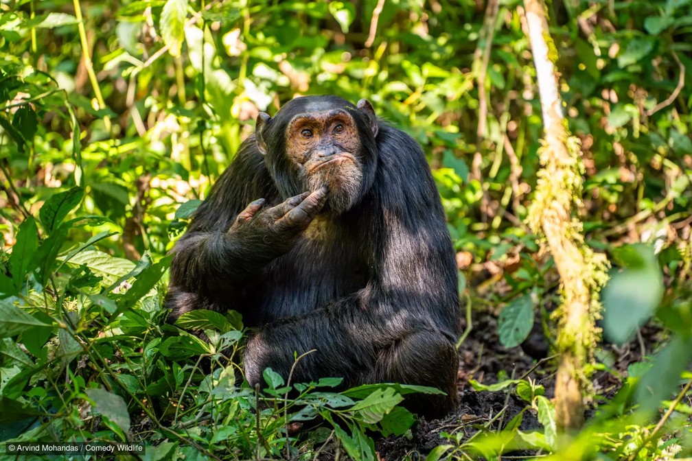 Chimpanzé pensativo. — Foto: Arvind Mohandas/Comedy Wildlife