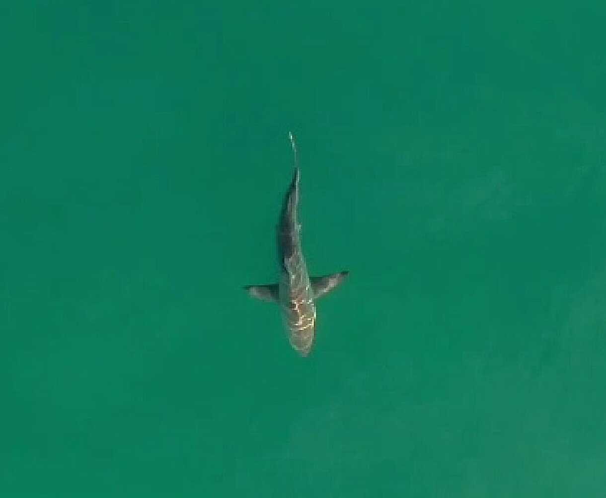 VÍDEO: Primeira fêmea de tubarão-tigre do Sudeste do Brasil é avistada em Angra dos Reis 