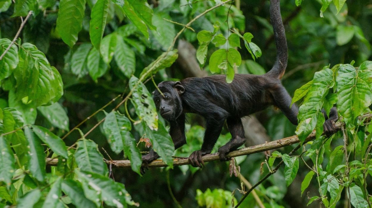 Nova rota turística permite observar até 15 espécies de primatas em quatro cidades de MT