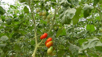 Jornal do Campo conhece estufa de pé de tomate