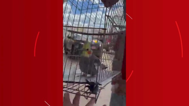 Pecuarista é condenado a pagar R$ 119 mil por invasão de gado em plantação de agricultores