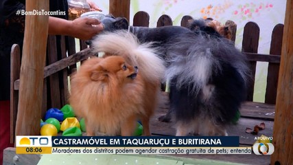 Período de agendamento de castração de pets em Taquaruçu e Buritirana está aberto
