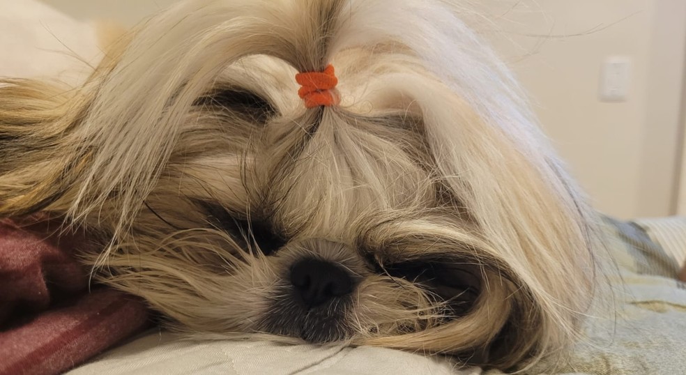 Dormir com um bichinho de estimação pode reduzir o estresse e chances de depressão, destaca psicóloga — Foto: Rebeca Tenório/Arquivo pessoal 