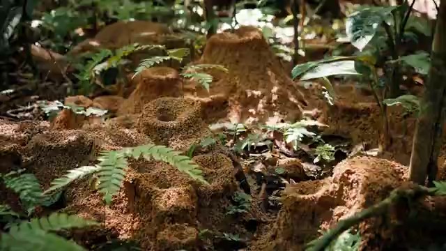 Vida e morte no Xingu: formigas tomam conta das ilhas onde a água não chega mais; VÍDEO 