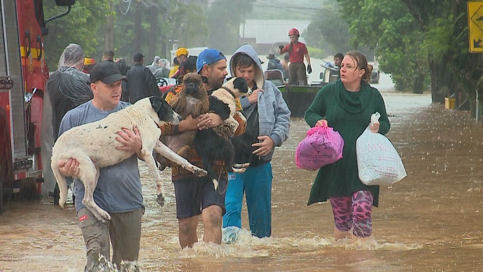 Famílias resgatam cachorros em Santa Cruz do Sul — Foto: Reprodução/RBS TV