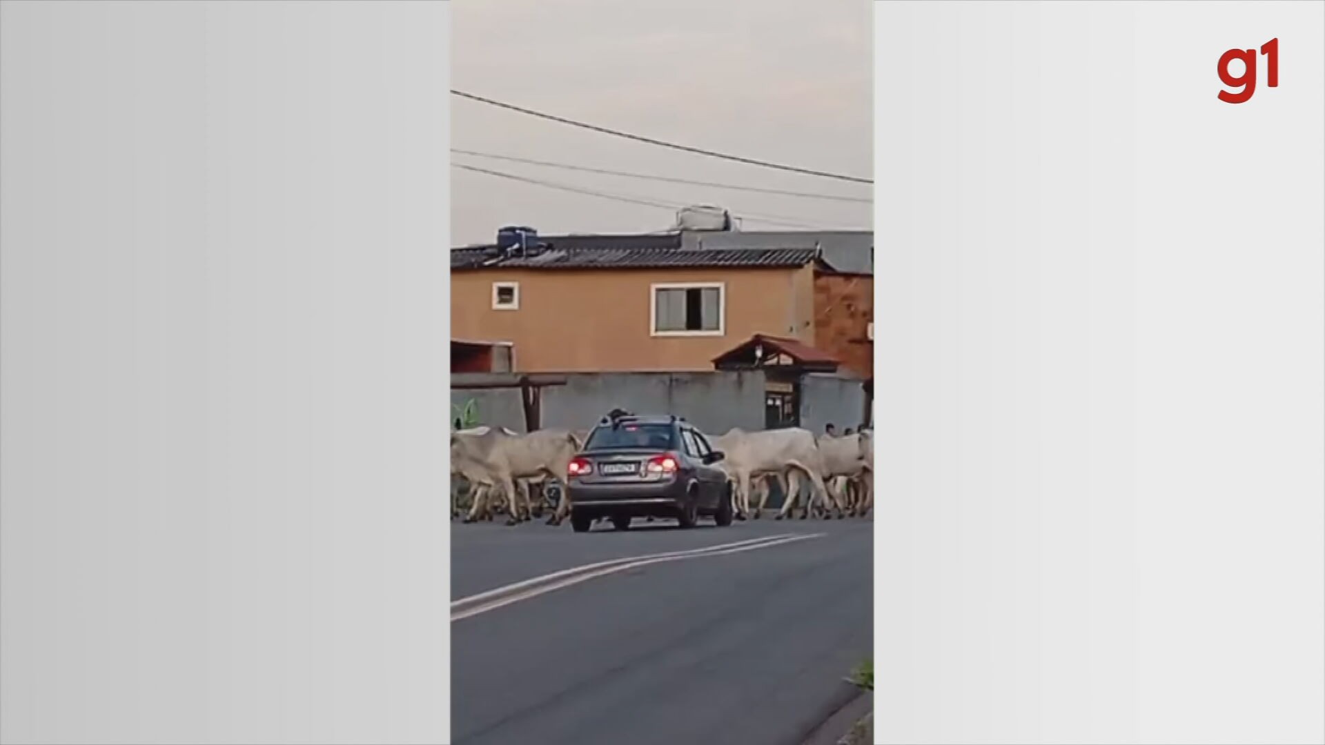 Cavalos e bois soltos em estrada de Jundiaí preocupam moradores e causam transtornos aos motoristas