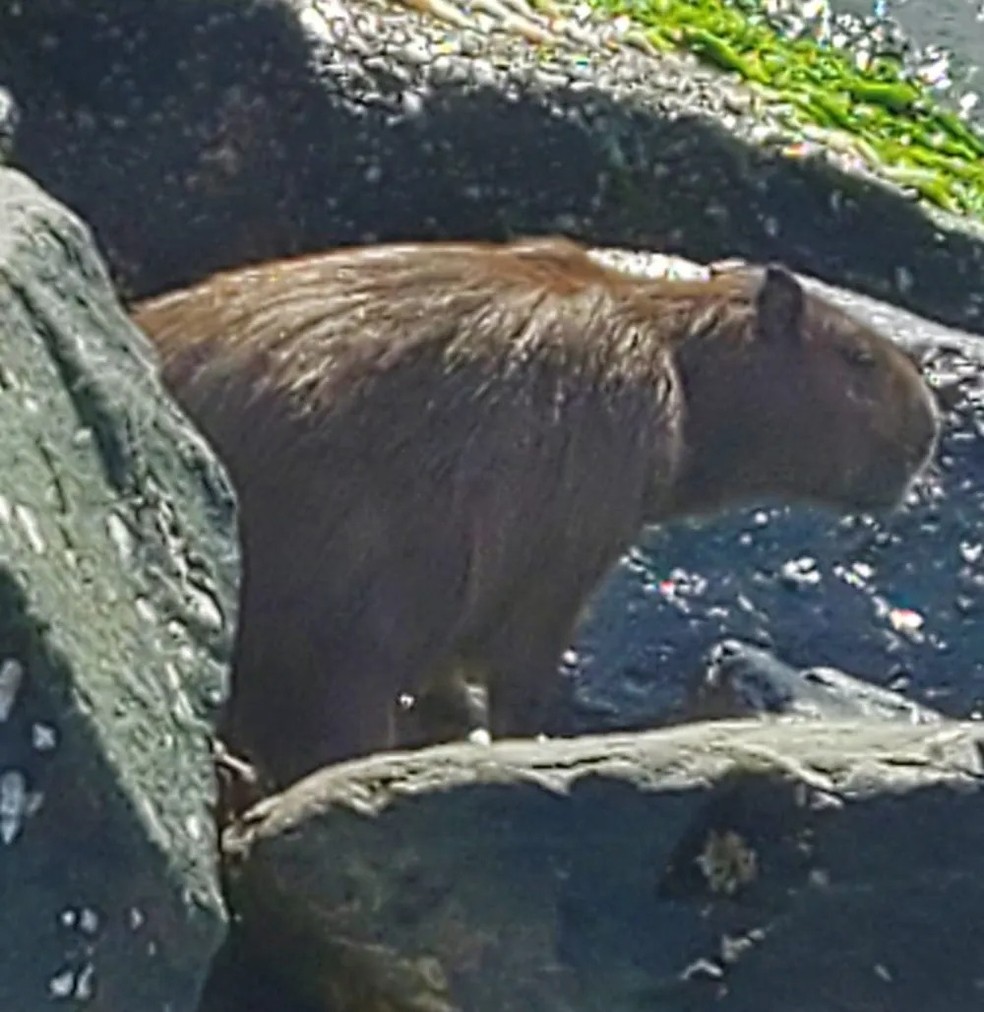 Capivara é vista em rua do Pulicano em Franca; animal teria voltado para  mata sozinho