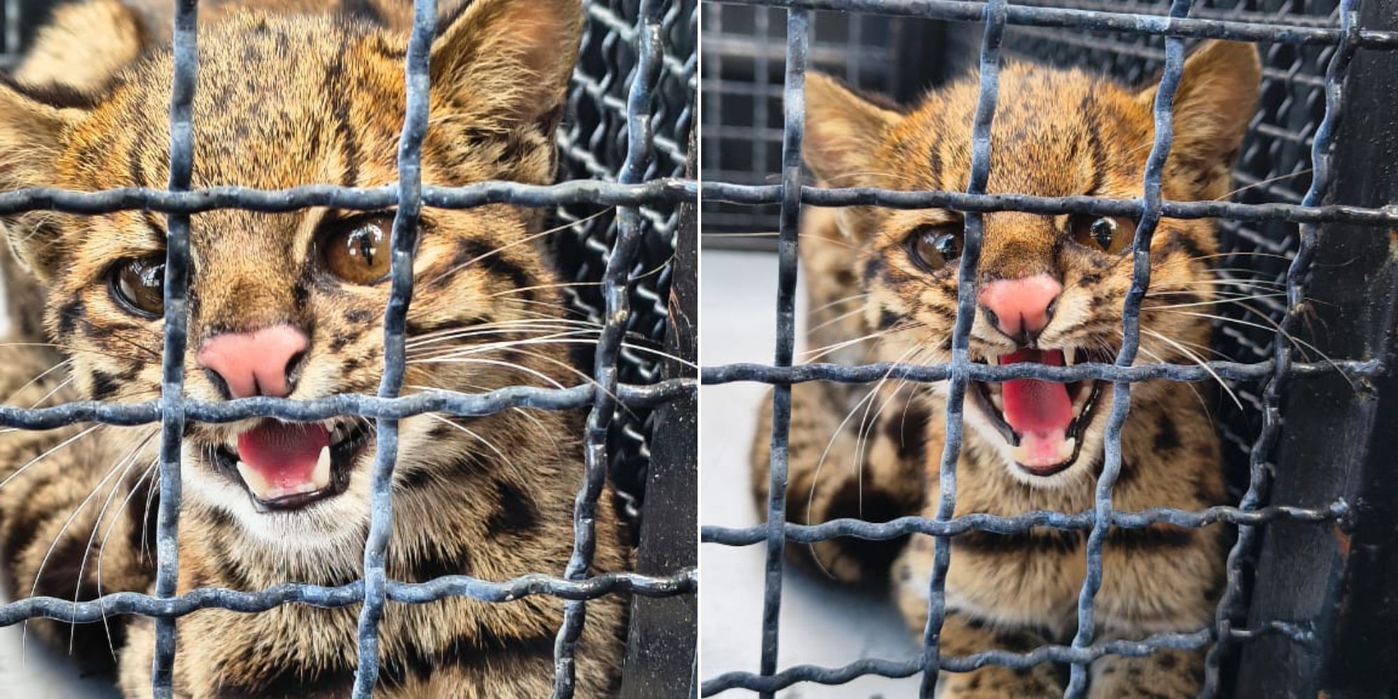 Gato-do-mato é encontrado embaixo de carro em condomínio de Mogi das Cruzes