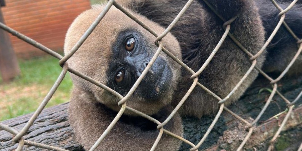 8 de 10
Macaco-barrigudo recebe cuidados espec&iacute;ficos do Zool&oacute;gico Municipal de Bauru &mdash; Foto: Luana Mesquita Valentim/Divulga&ccedil;&atilde;o