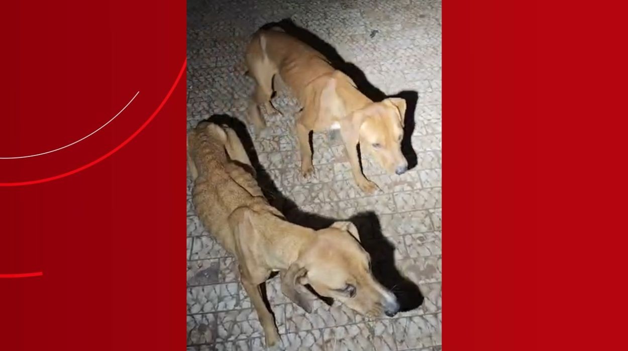 Vídeo: 5 cães esqueléticos sem comida e água são resgatados em casa no interior de SP
