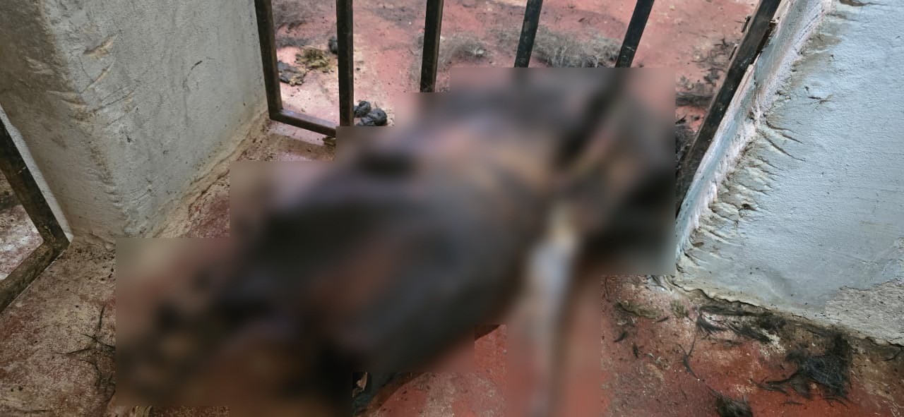 Dono de abrigo clandestino de cachorros no DF usava químicos para acelerar decomposição dos animais