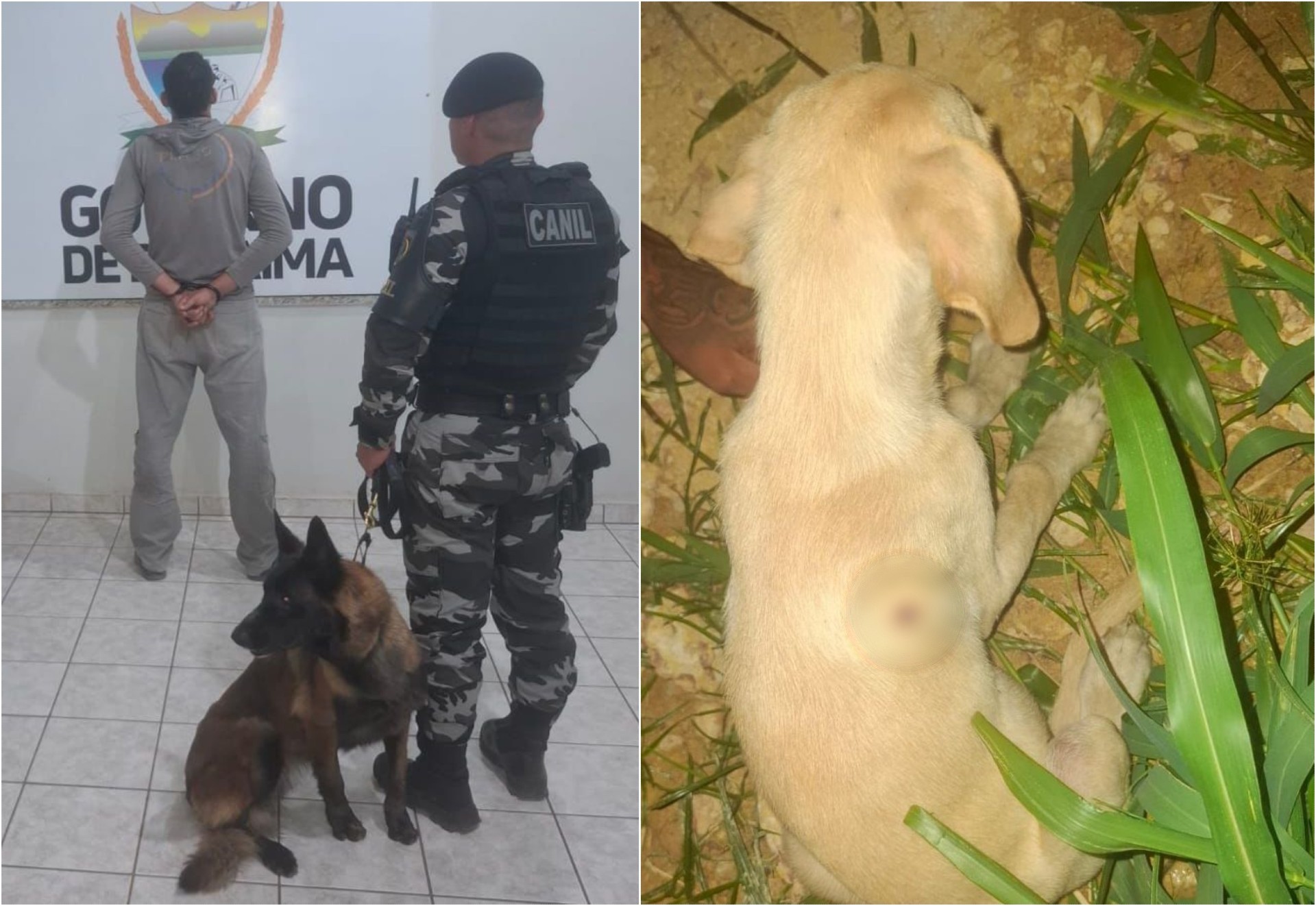 Homem é preso suspeito de atirar em filhote de cachorro da vizinha no Nova Cidade 
