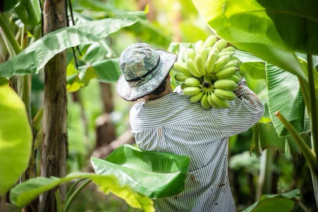 Município de Santa Maria da Boa Vista lidera produção de banana e goiaba no Brasil, aponta IBGE