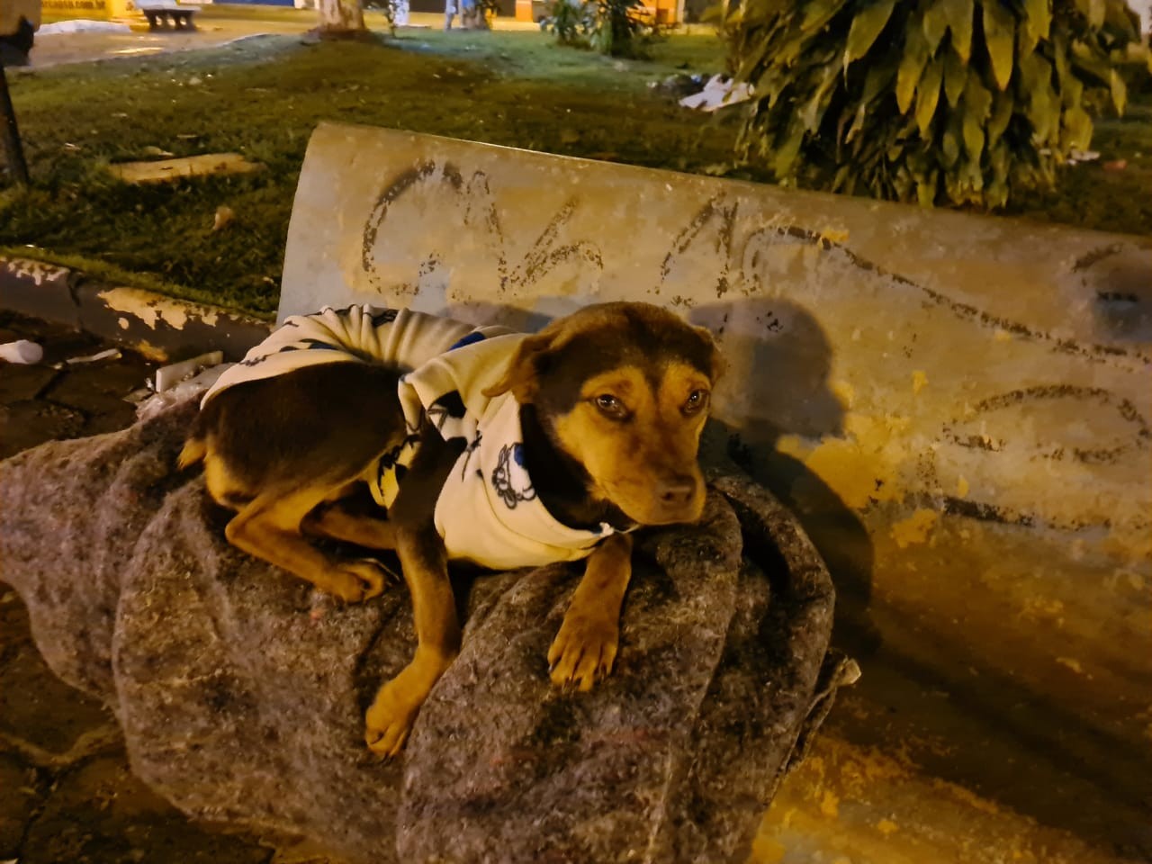 Jacareí faz campanha para arrecadar roupas e cobertores para animais de rua; veja como doar
