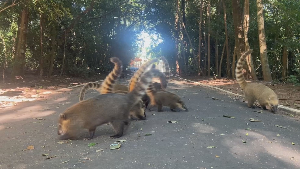 Presença de Quatis é frequente no Bosque Municipal de Marília (SP) — Foto: TV TEM/Reprodução