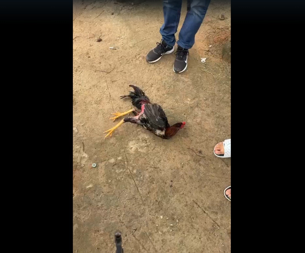Vídeo mostra operação da Polícia Civil que desativou local de rinha de galos em Araruama