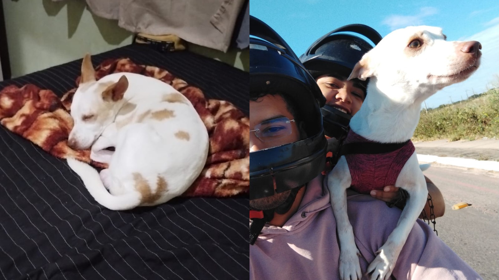 Cachorro com apenas um olho desaparece em Teresina: 'angústia grande, medo do trânsito', diz tutora