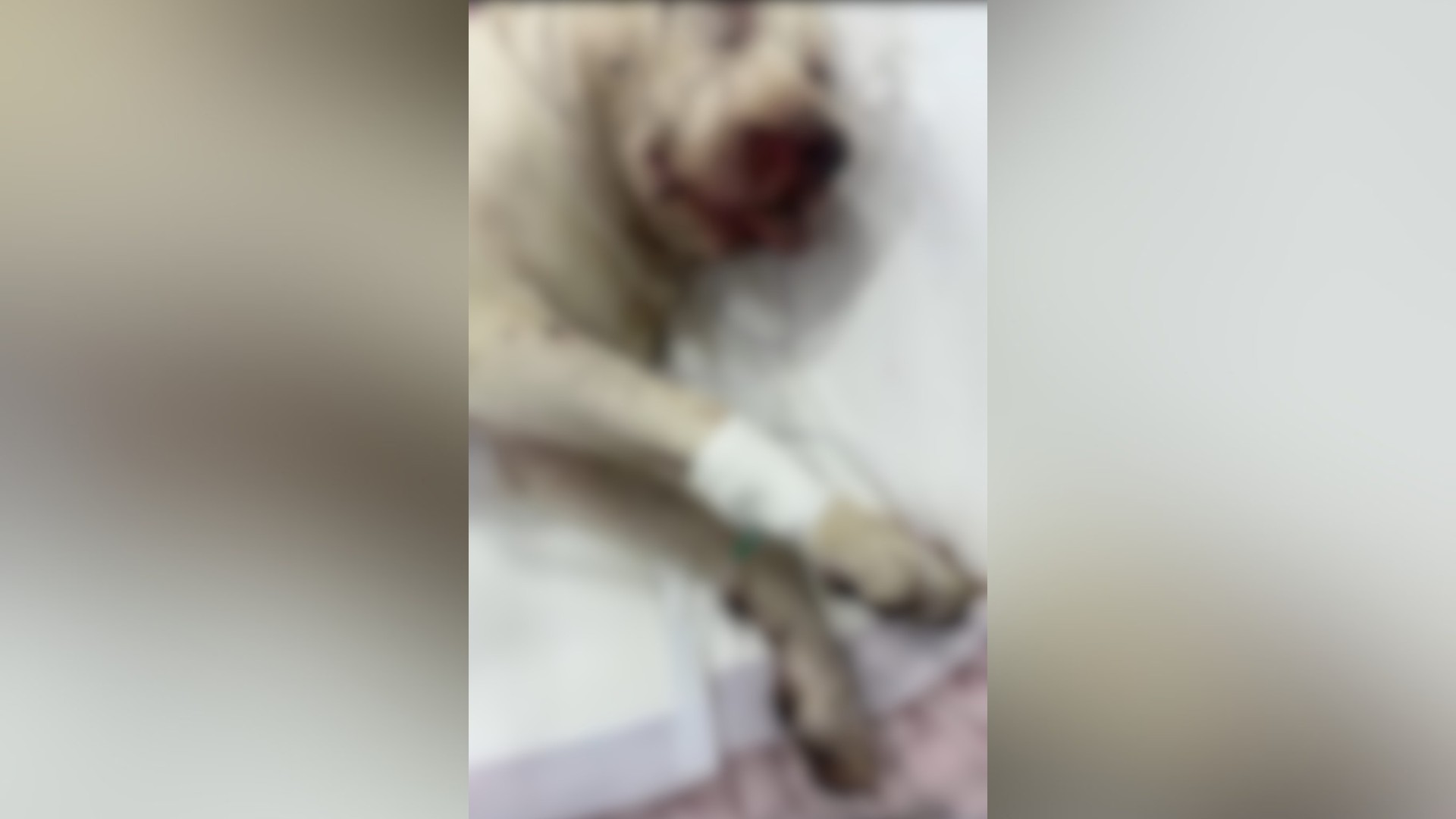 Pit bull é morto com traumatismo craniano e homem é autuado por maus-tratos em Uberlândia