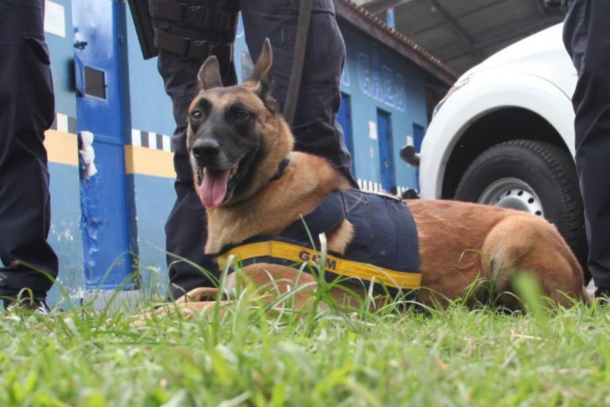 Cão farejador da GCM de Santos se aposenta e é adotado por família do interior de SP 