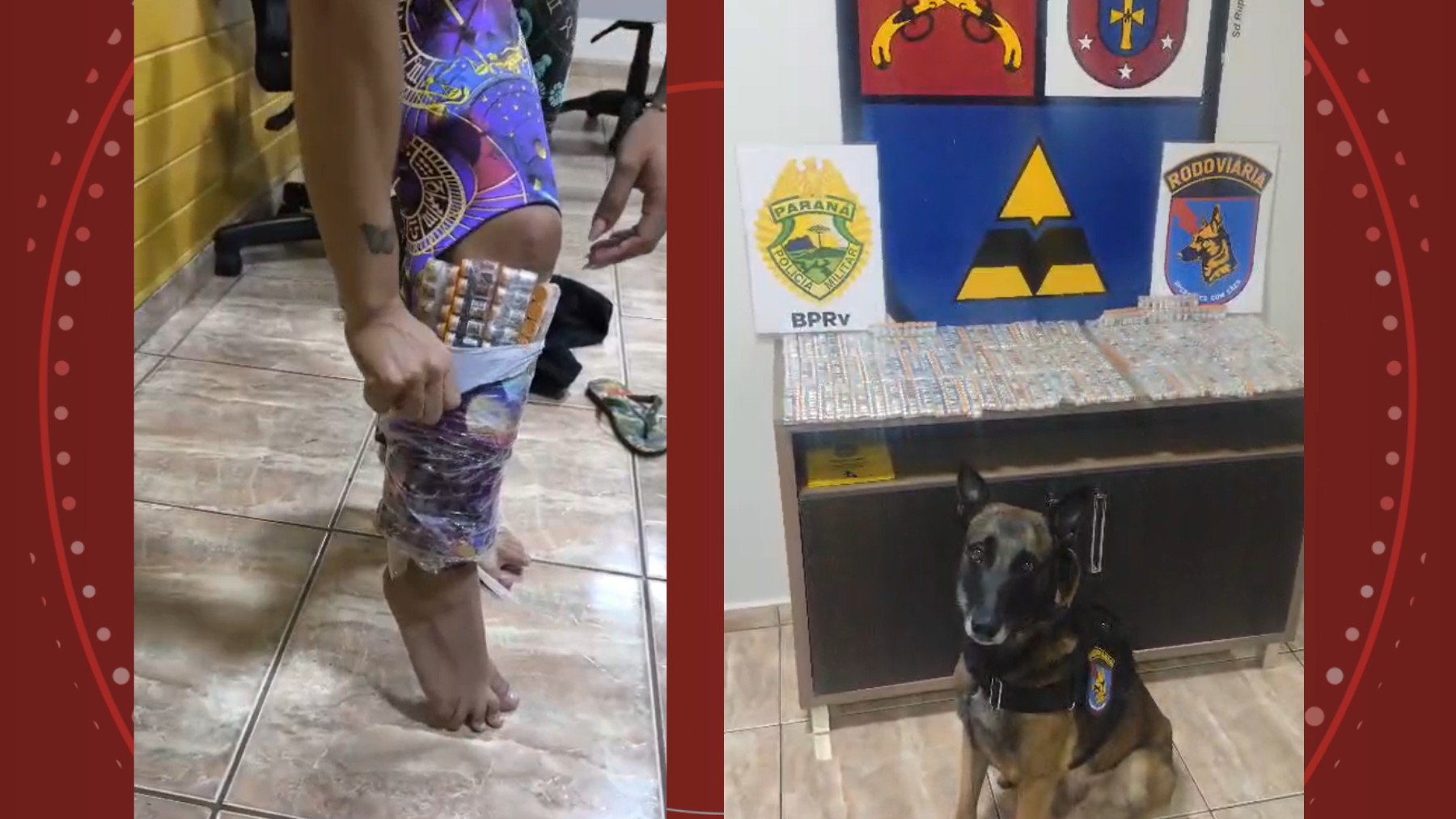 Coladas nas canelas: cão farejador descobre mulheres contrabandeando mais de mil ampolas de canetas emagrecedoras em ônibus no Paraná