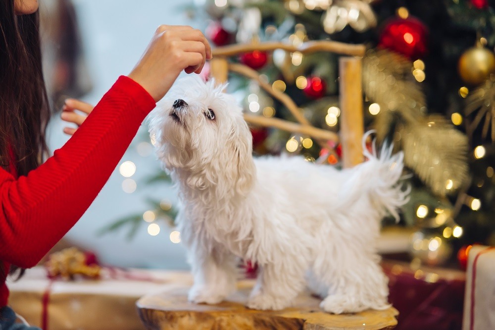 Cuidados com os cachorros durante as festas de fim de ano 