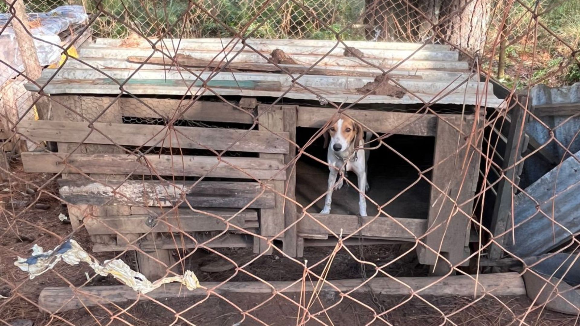 Homem é preso em flagrante por maus-tratos a animais em Itatinga